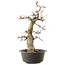 Carpinus coreana, 55 cm, ± 40 anni