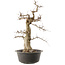 Carpinus coreana, 55 cm, ± 40 anni