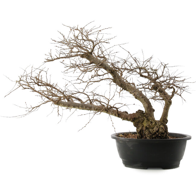 Carpinus coreana, 48 cm, ± 40 ans