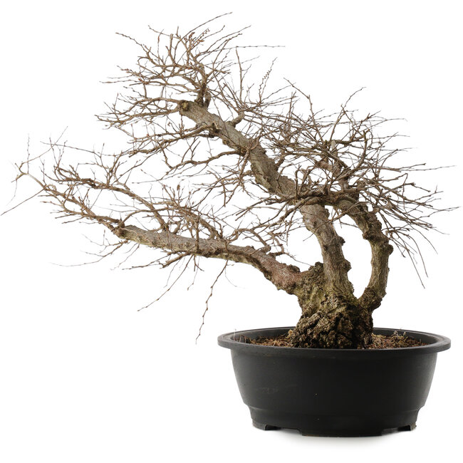 Carpinus coreana, 48 cm, ± 40 jaar oud