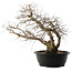 Carpinus coreana, 48 cm, ± 40 jaar oud