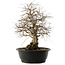 Carpinus coreana, 48 cm, ± 40 anni