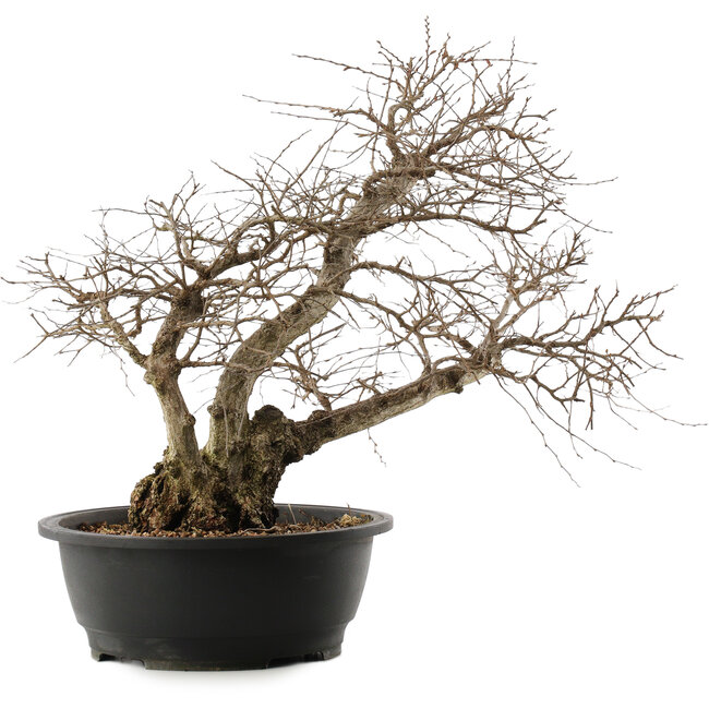 Carpinus coreana, 48 cm, ± 40 Jahre alt