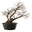 Carpinus coreana, 48 cm, ± 40 jaar oud