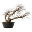 Carpinus coreana, 48 cm, ± 40 ans