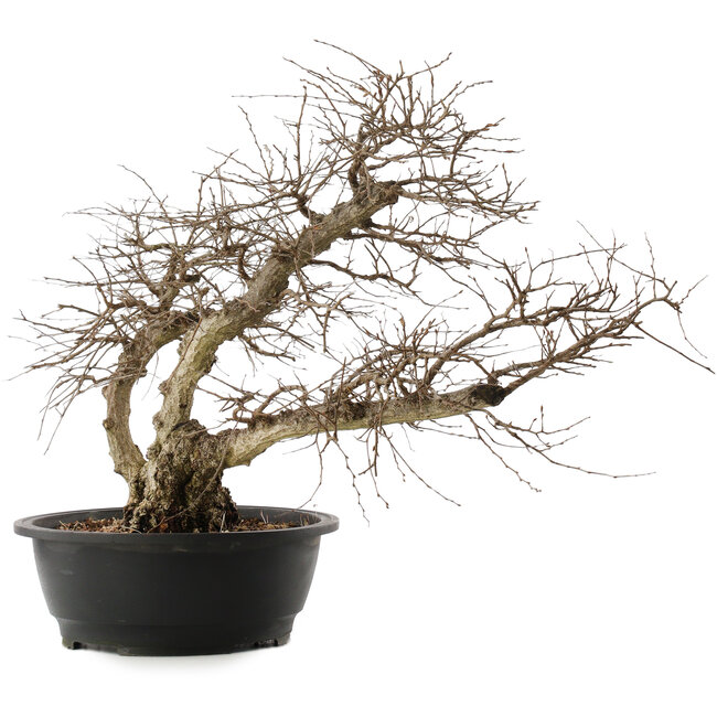 Carpinus coreana, 48 cm, ± 40 years old