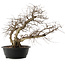 Carpinus coreana, 48 cm, ± 40 Jahre alt