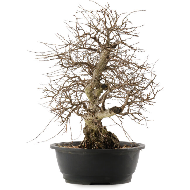 Carpinus coreana, 48 cm, ± 40 ans