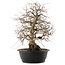 Carpinus coreana, 48 cm, ± 40 anni