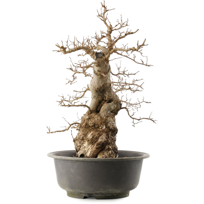 Carpinus coreana, 59 cm, ± 40 anni