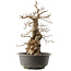 Carpinus coreana, 59 cm, ± 40 anni