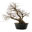 Carpinus coreana, 48 cm, ± 40 ans