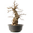 Carpinus coreana, 59 cm, ± 40 anni