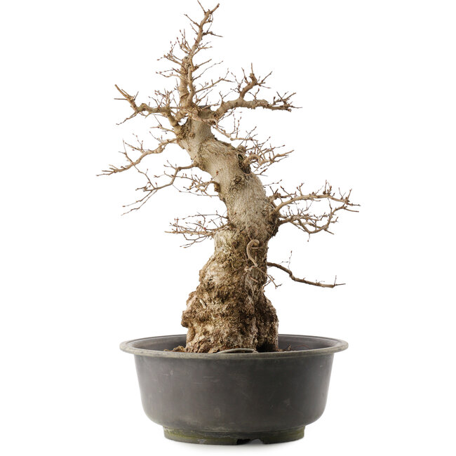 Carpinus coreana, 59 cm, ± 40 anni