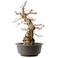 Carpinus coreana, 59 cm, ± 40 anni