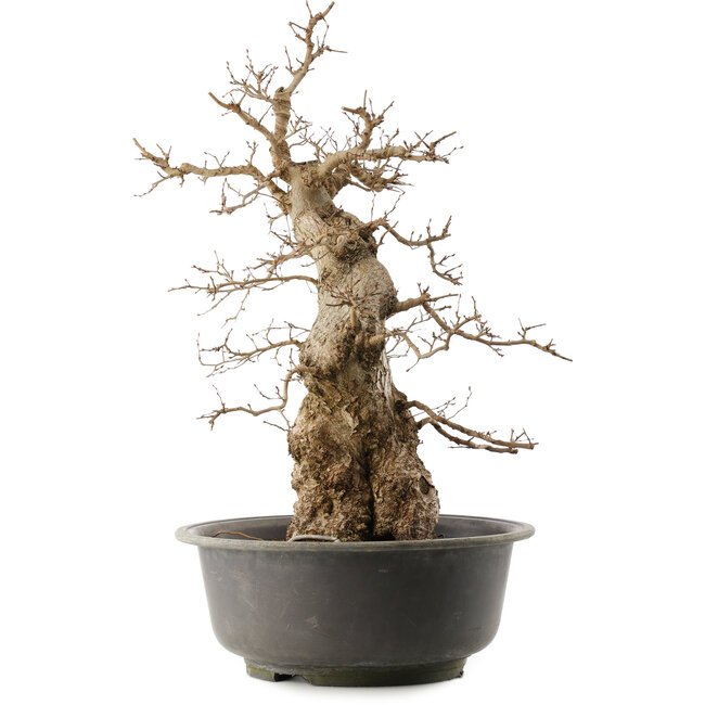 Carpinus coreana, 59 cm, ± 40 anni