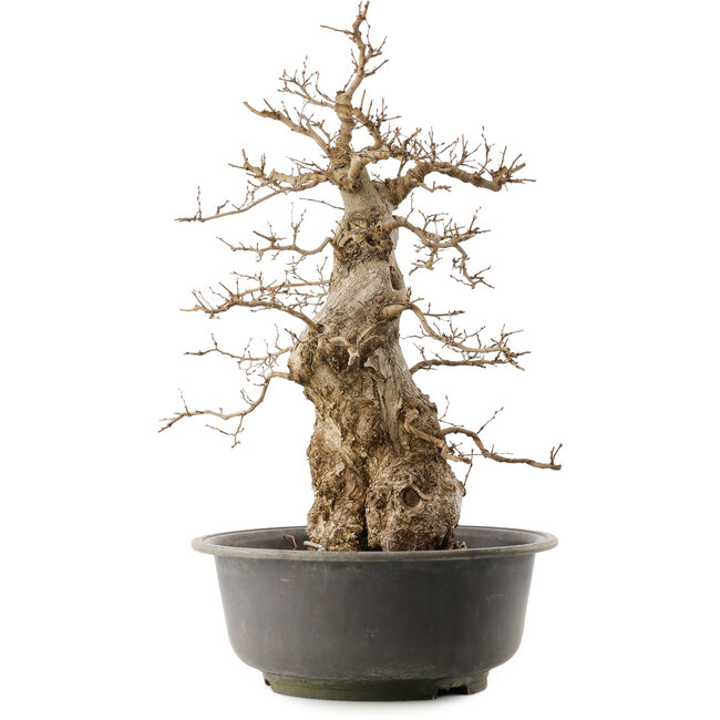 Carpinus coreana, 59 cm, ± 40 years old