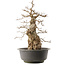 Carpinus coreana, 59 cm, ± 40 ans