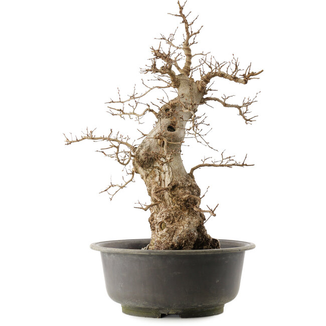 Carpinus coreana, 59 cm, ± 40 ans