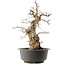 Carpinus coreana, 59 cm, ± 40 anni