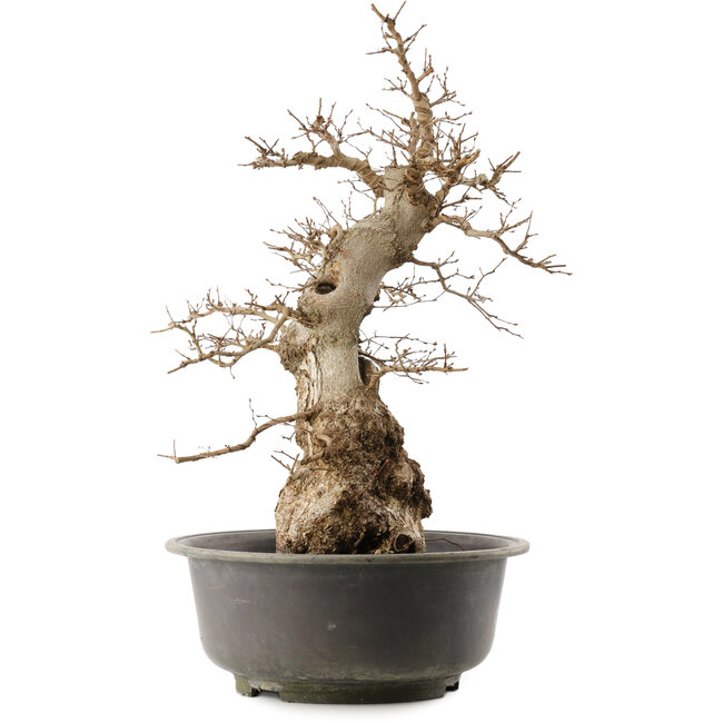 Carpinus coreana, 59 cm, ± 40 jaar oud