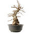 Carpinus coreana, 59 cm, ± 40 anni