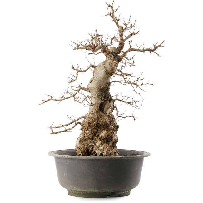 Carpinus coreana, 59 cm, ± 40 anni