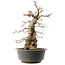 Carpinus coreana, 59 cm, ± 40 anni