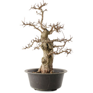 Carpinus coreana, 47 cm, ± 40 años