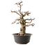 Carpinus coreana, 47 cm, ± 40 ans