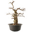 Carpinus coreana, 47 cm, ± 40 anni