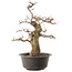 Carpinus coreana, 47 cm, ± 40 anni