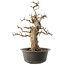 Carpinus coreana, 47 cm, ± 40 anni