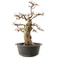 Carpinus coreana, 47 cm, ± 40 anni