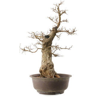 Carpinus coreana, 59 cm, ± 40 anni