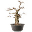 Carpinus coreana, 47 cm, ± 40 ans