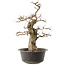 Carpinus coreana, 47 cm, ± 40 anni