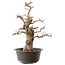 Carpinus coreana, 47 cm, ± 40 anni