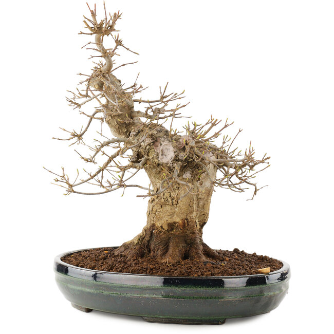 Acer buergerianum, 31 cm, ± 20 jaar oud