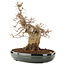 Acer buergerianum, 31 cm, ± 20 years old