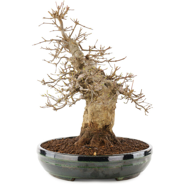 Acer buergerianum, 31 cm, ± 20 ans