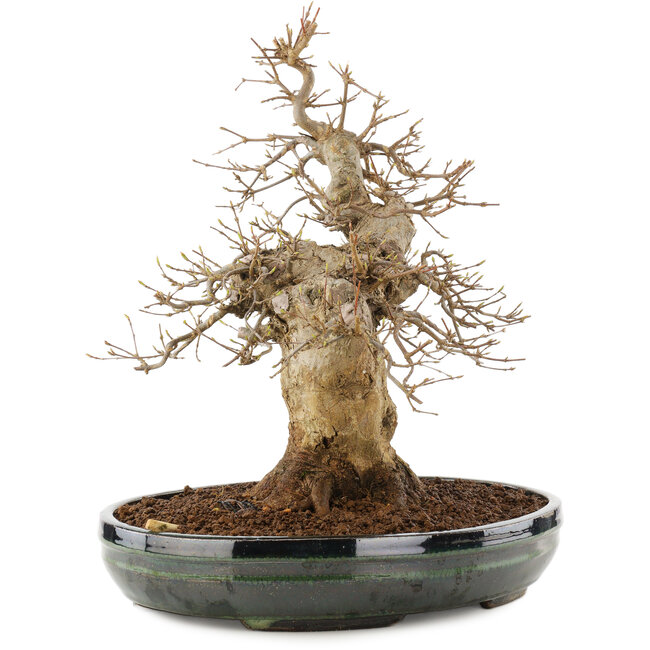 Acer buergerianum, 31 cm, ± 20 ans