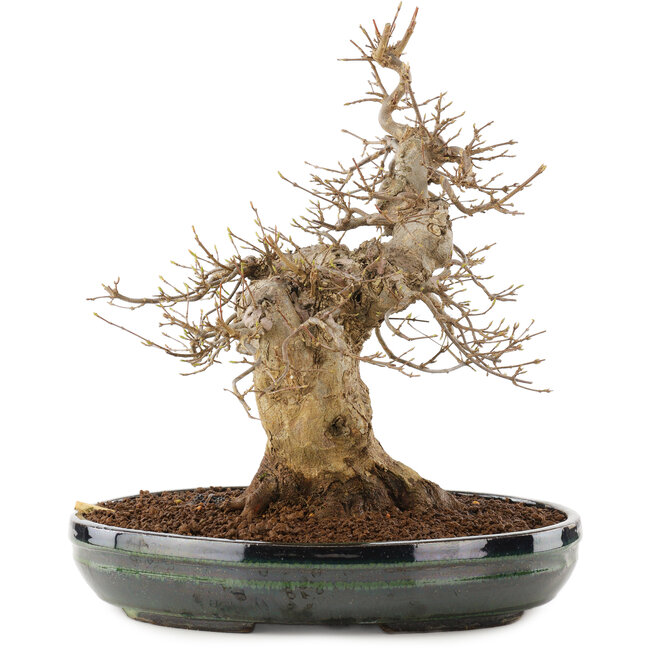 Acer buergerianum, 31 cm, ± 20 years old