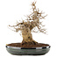 Acer buergerianum, 31 cm, ± 20 years old