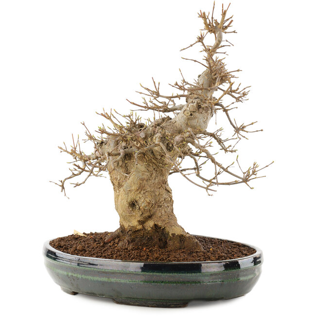Acer buergerianum, 31 cm, ± 20 jaar oud