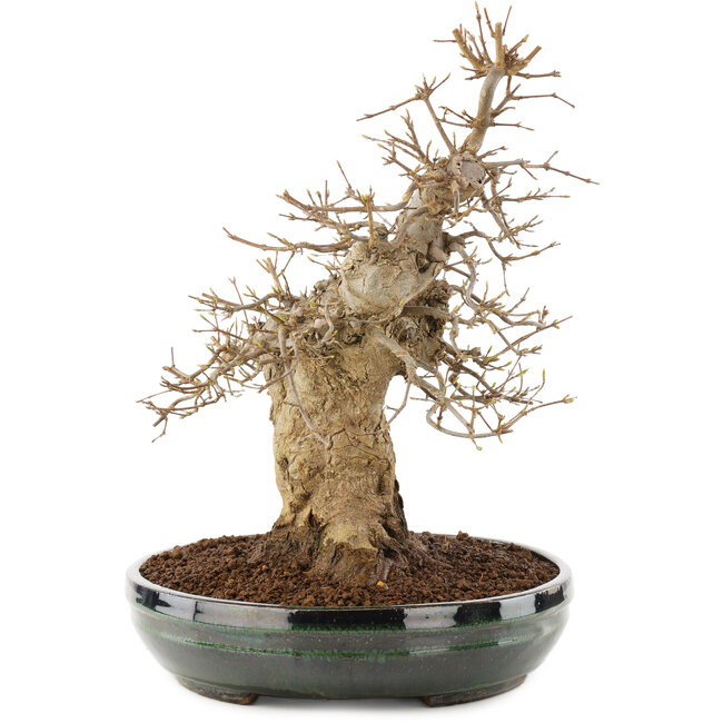 Acer buergerianum, 31 cm, ± 20 ans