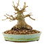 Acer buergerianum, 12,5 cm, ± 20 Jahre alt