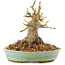 Acer buergerianum, 12,5 cm, ± 20 ans