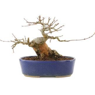 Acer buergerianum, 13,5 cm, ± 20 jaar oud