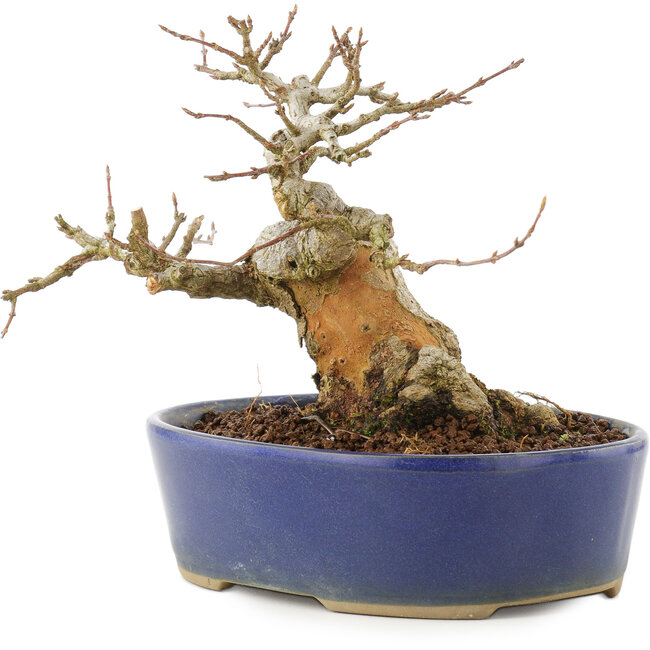 Acer buergerianum, 13,5 cm, ± 20 ans